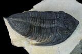 Zlichovaspis Trilobite - Atchana, Morocco #165884-5